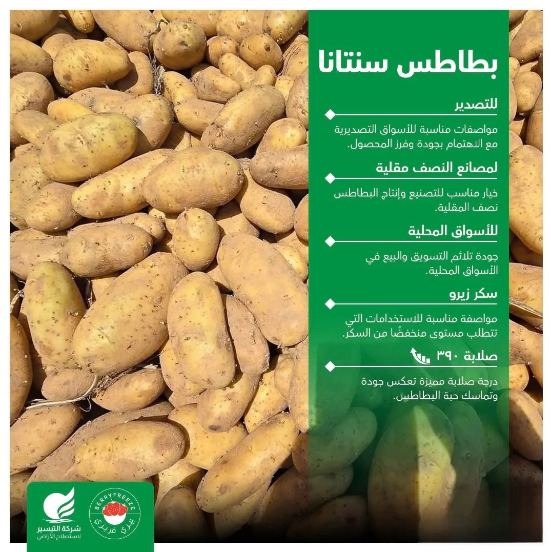توريد بطاطس سنتانا من التيسير